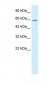 CCT4 antibody - C-terminal region